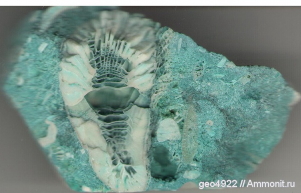 ругозы, Rugosa