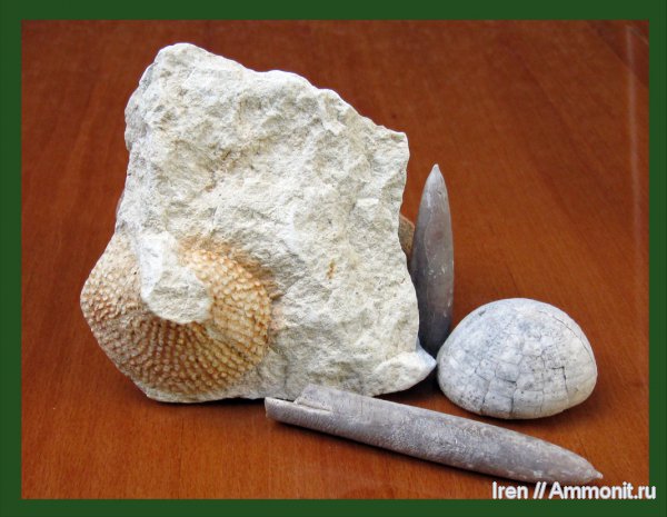 белемниты, морские ежи, губки, belemnites