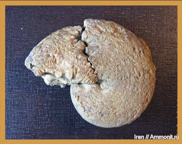 аммониты, мел, Крым, Euphylloceras, Ammonites, Phylloceratidae, Cretaceous