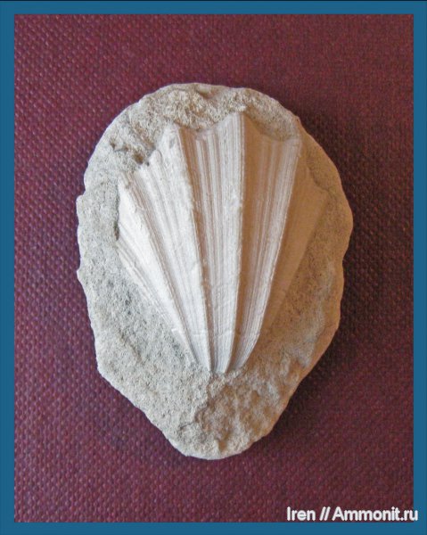 моллюски, Крым, Neithea, датский ярус