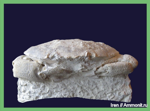 Xanthopsis, крабы, Симферополь