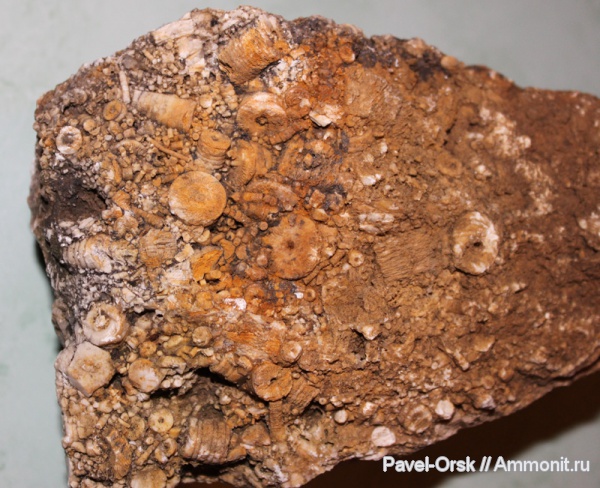 морское дно