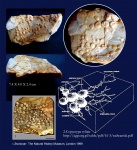 Entobia cretacea, Démosponges, верхний мел