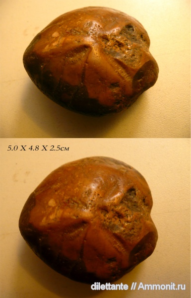 морские ежи, иглокожие, верхний мел, Micraster, Upper Cretaceous