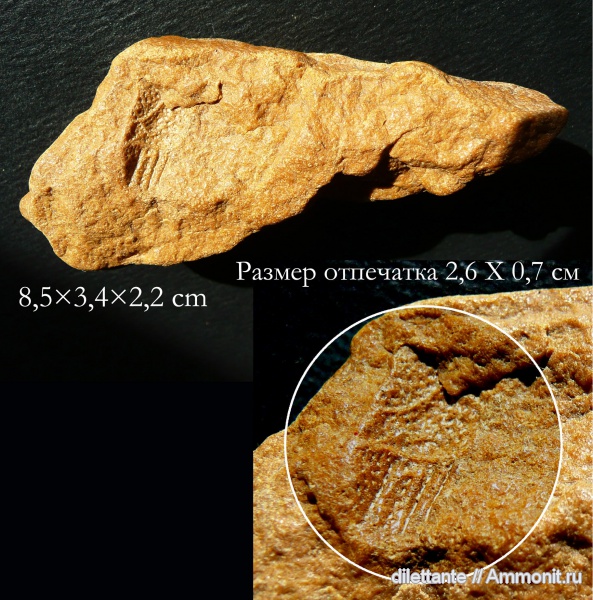 ракообразные