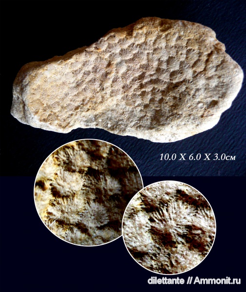 кораллы, беспозвоночные, Hexagonaria