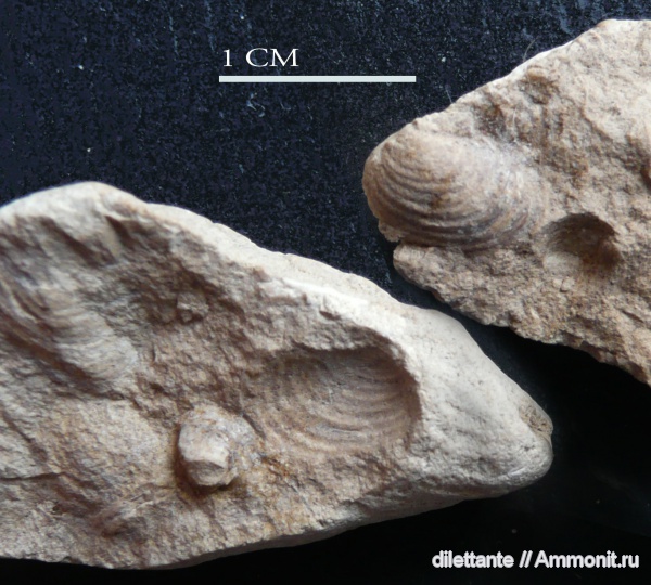 двустворчатые моллюски, беспозвоночные