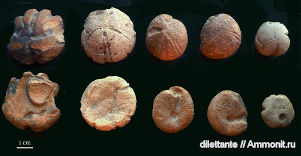 морские ежи, иглокожие, беспозвоночные