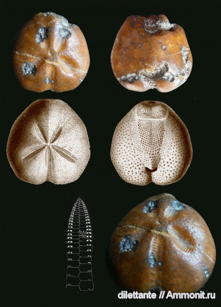 морские ежи, иглокожие, беспозвоночные, Micraster