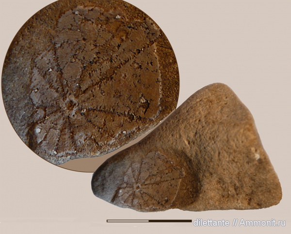 морские ежи, иглокожие, беспозвоночные