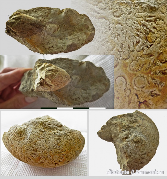 аммониты, головоногие моллюски, Ammonites