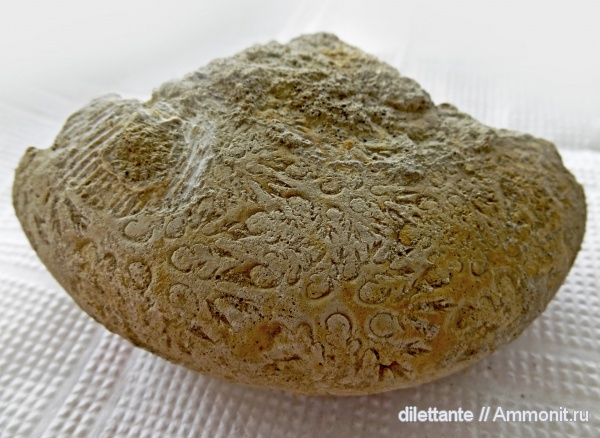 аммониты, головоногие моллюски, Ammonites, лопастные линии