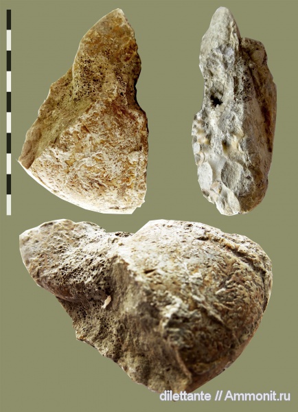 аммониты, головоногие моллюски, Ammonites