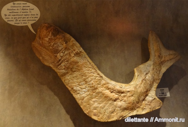 музеи, апт, Cladocyclus, Aptian