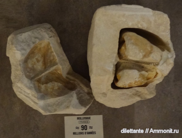 моллюски, мел, музеи, Cucullea ligeriensis, Cucullea, Cretaceous