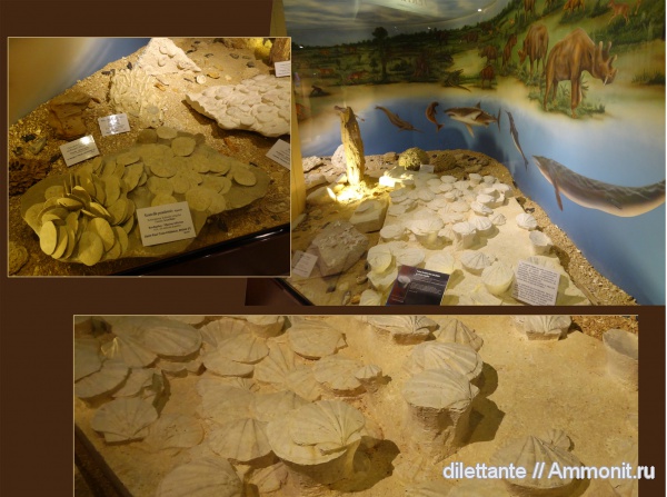 музеи, кайнозой