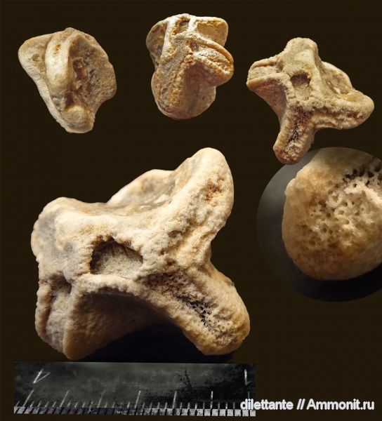 губки, беспозвоночные губки, беспозвоночные