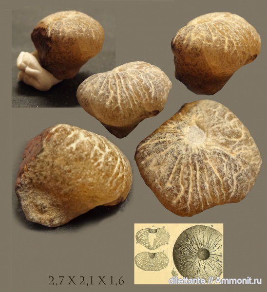 юра, губки, беспозвоночные, Jurassic юра, губки, беспозвоночные, Jurassic