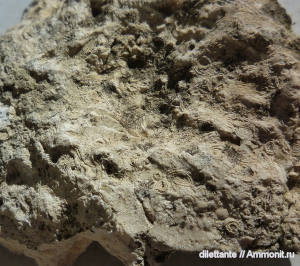 простейшие, фораминиферы