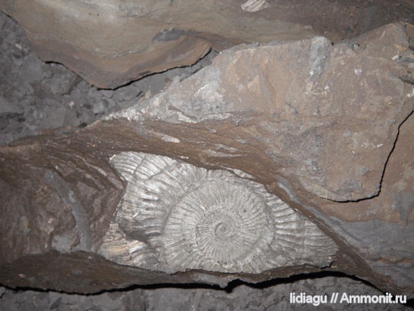 аммониты, юра, Ammonites, Jurassic