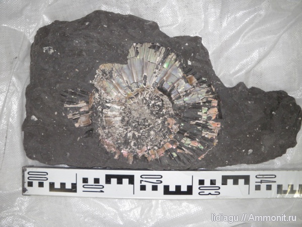 аммониты, юра, Ammonites, Jurassic