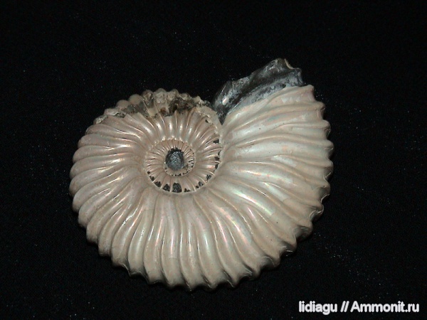 аммониты, мел, Deshayesites, апт, Ammonites, Aptian, Cretaceous