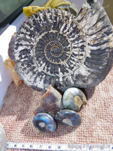 аммониты, юра, мел, Ammonites, Cretaceous, Jurassic