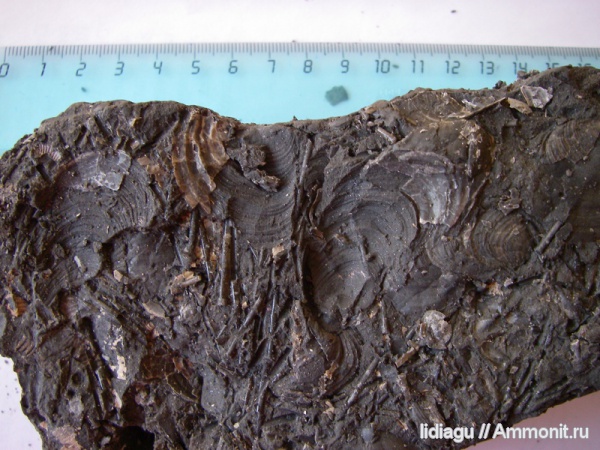 белемниты, юра, двустворки, Jurassic, belemnites