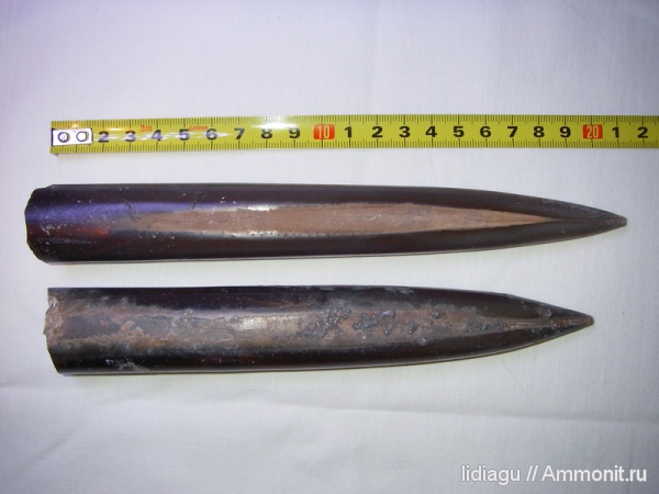 белемниты, юра, Jurassic, belemnites