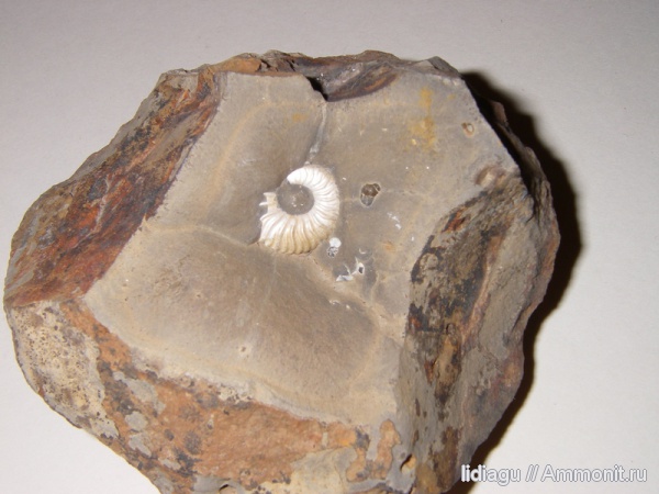 аммониты, Deshayesites, Ammonites