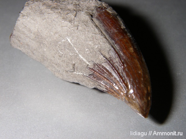 юра, зубы, плиозавры, зубы рептилий, Jurassic, teeth