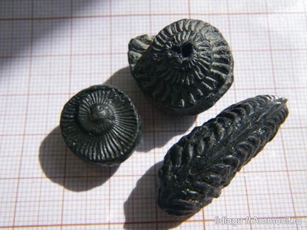 аммониты, Cardioceratidae, Ammonites