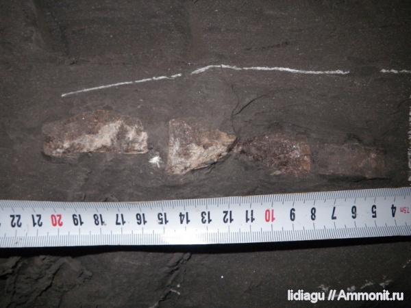 водные рептилии