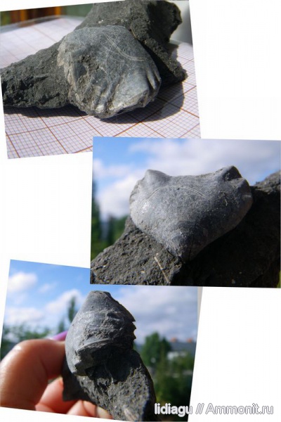 брахиоподы