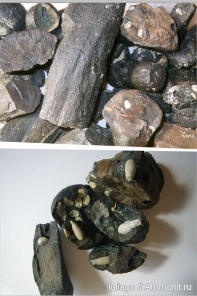 окаменевшее дерево