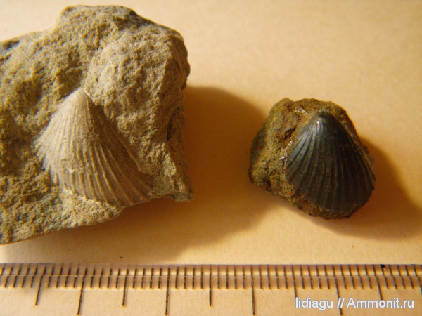 двустворчатые моллюски