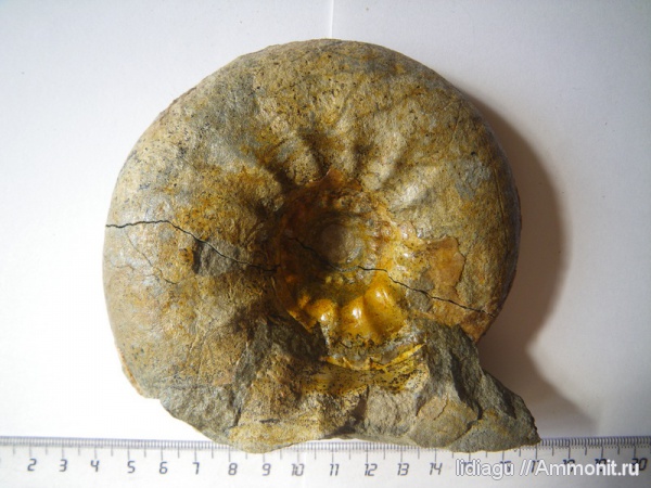 аммониты, Craspedites, Ammonites