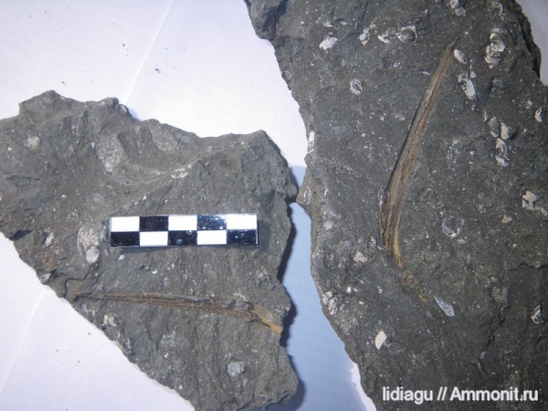 волжский (титонский) ярус