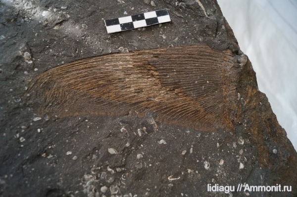 волжский ярус