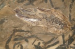 Trachyteuthis