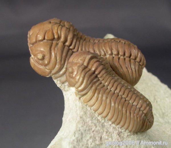 трилобиты, ордовик, известняк, Ленинградская область, Pliomera, Pliomera fischeri, Cheiruroidea, Pliomeridae, Ordovician