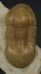 Illaenus oblongatus (Angelin, 1854)