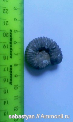 аммониты, Ammonites, Кисловодск, гора Кольцо
