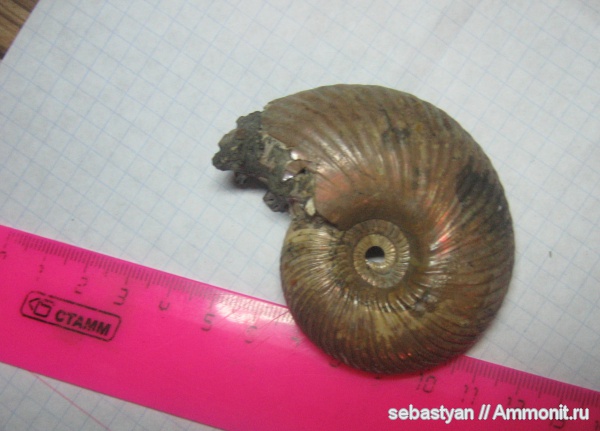 аммониты, Ammonites