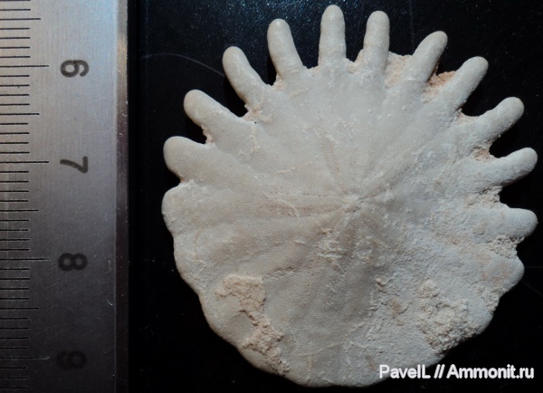 Heliophora, Heliophora orbiculus