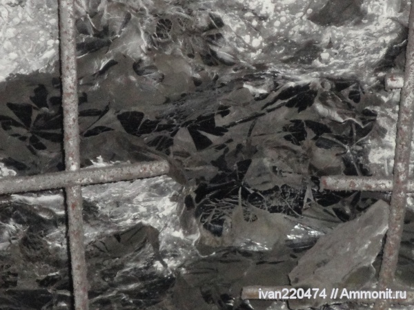 карбон, гинкгофиты