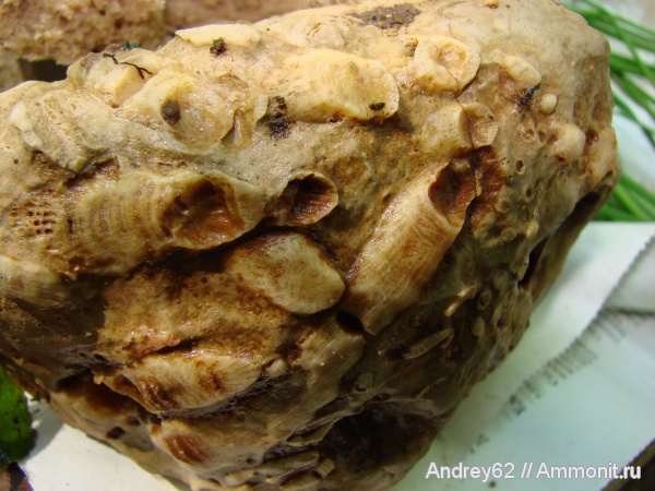 Rugosa, Siphonodendron, Lithostrotionidae