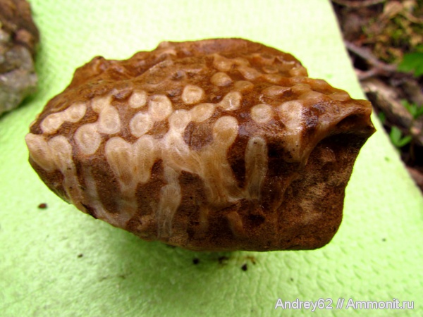 Rugosa, Siphonodendron, Lithostrotionidae