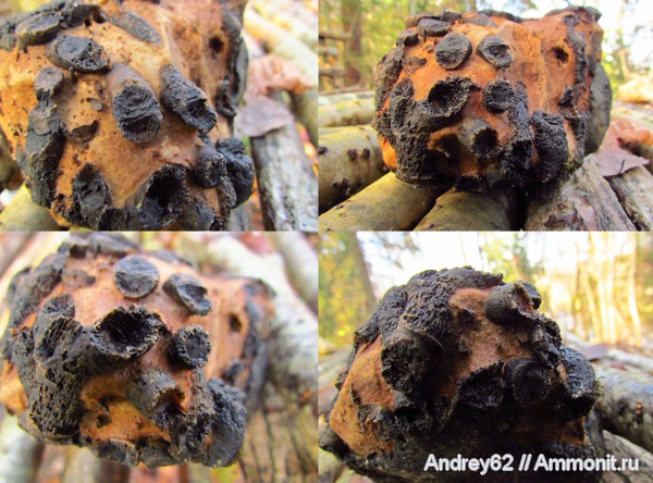 Rugosa, Lithostrotionidae