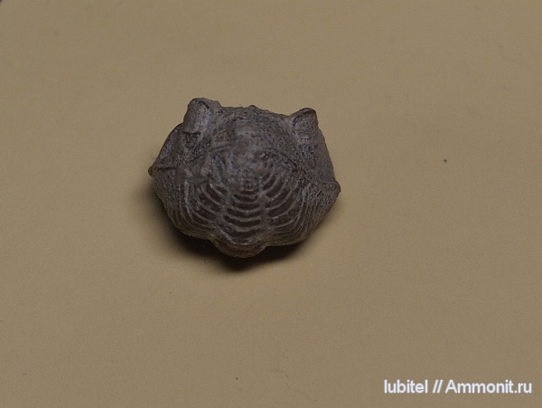 Estoniops, Estoniops panderi, Pterygometopidae